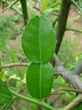 makrut lime  ، Mauritius papeda